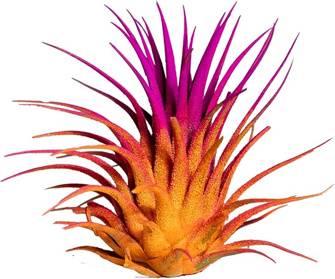 Air Plants - Tillandsia Ionantha - Organically Enhanced Color - Live Arrival Guaranteed - House Plants for Home Decor & Gift (2 Tone 4pk) (2 Tone 4pk Sunrise)