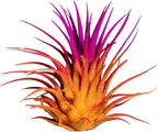 Air Plants - Tillandsia Ionantha - Organically Enhanced Color - Live Arrival Guaranteed - House Plants for Home Decor & Gift (2 Tone 4pk) (2 Tone 4pk Sunrise)