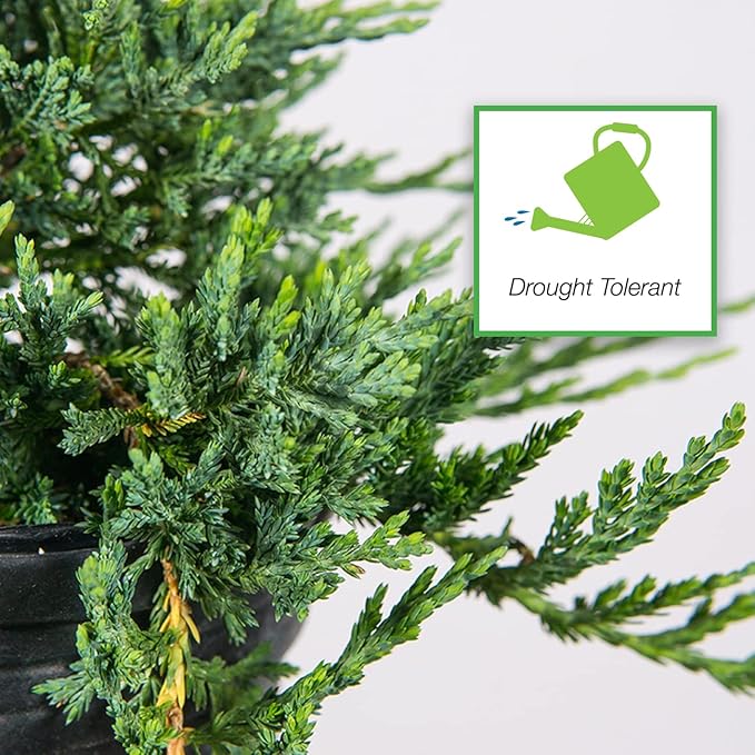 Perfect Plants Blue Rug Juniper Shrub 1 Gallon | Live Outdoor Plant | Good for Vines or Groundcover | Evergreen Foliage All Year
