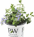 Nepeta ‘Cat’s Pajamas’, Catmint Live Plant, Proven Winners, Fragrant, Potted Perennial that is Ready for Planting, not Seeds, Container Size: 4.5"