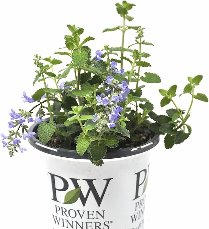 Nepeta ‘Cat’s Pajamas’, Catmint Live Plant, Proven Winners, Fragrant, Potted Perennial that is Ready for Planting, not Seeds, Container Size: 4.5"