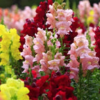 6000+ PCS Snowflake Snapdragon Flower Seeds Antirrhinum Majus Rare Flower Seed Outdoor-Perennial Heirloom Plant Seed Attracts Bees& Attracts Butterflies