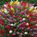 Random Butterfly Bush Live Shrub Plant Shrub, Buddleia Bush Well Rooted, 5 to 10 Inc Tall