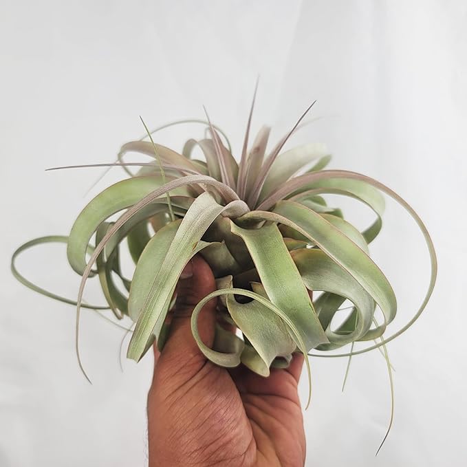 Large Air Plant Live Tillandsia Xerographica | Size 6-8 inches | Tillandsia Xerographica Large Air Plant Live | CA Seller