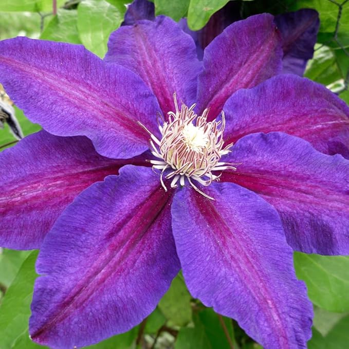 Clematis Vine Plant, Clematis Vine Plants Live in 2.5 Inch Pot, Perennial Climbing Clematis Plants Live for Outdoor Garden (Dark Red Purple Flowers)