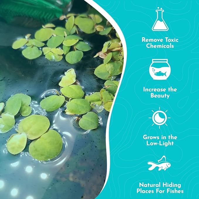 Red Root Floaters Live Plant Portion Cup 4 Ounce Aquarium Plants Live for Shrimp Tank Plants Nutrient Control Fast Growing Floating Cover