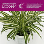 Live Reverse Spider Plants in 6 inch Hanging Basket - Chlorophytum Comosum Vittatum Plant for Home & Office Decor, Easy to Grow Air Purifying Houseplant White & Green Striped Foliage (1)