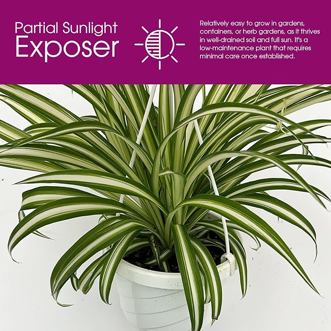 Live Reverse Spider Plants in 6 inch Hanging Basket - Chlorophytum Comosum Vittatum Plant for Home & Office Decor, Easy to Grow Air Purifying Houseplant White & Green Striped Foliage (1)