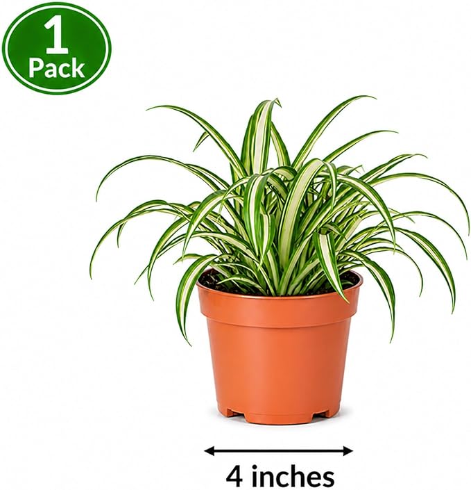 Easy to Grow Spider Plant Variegated 1 Full Size Potted Plant - Large Established Houseplant in 4" Quart Pot - Indoor Outdoor, Low Maintenance, Air-Purifying (Not Starter Plug)
