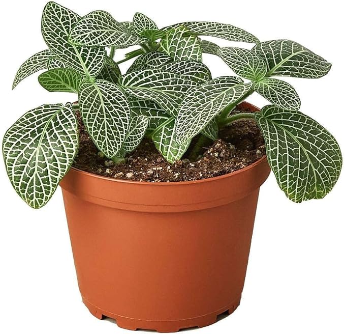 Fittonia White Live Plant for Indoor | Different Houseplants in 3'' Pot | Real House Plant for Living Room, Office, Desk & Bathroom | Nerve Plant | Fittonia albivenis