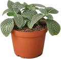 Fittonia White Live Plant for Indoor | Different Houseplants in 3'' Pot | Real House Plant for Living Room, Office, Desk & Bathroom | Nerve Plant | Fittonia albivenis