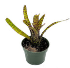 ragnaroc Live Plants – Bromeliad Neoregelia Tiger, 4-8" in 4" Pot - 1ct - Live Arrival Guaranteed - House Plants for Home Decor & Gift