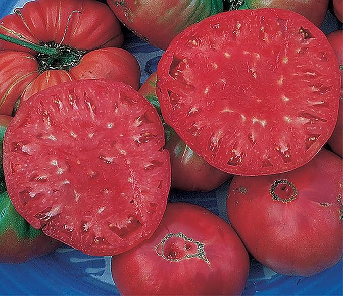 Giant Pink Belgium Tomato Seeds - Heirloom Large Tomato - One of the Largest and Most Delicious Tomatoes for Home Growing, Non GMO - Neonicotinoid-Free.