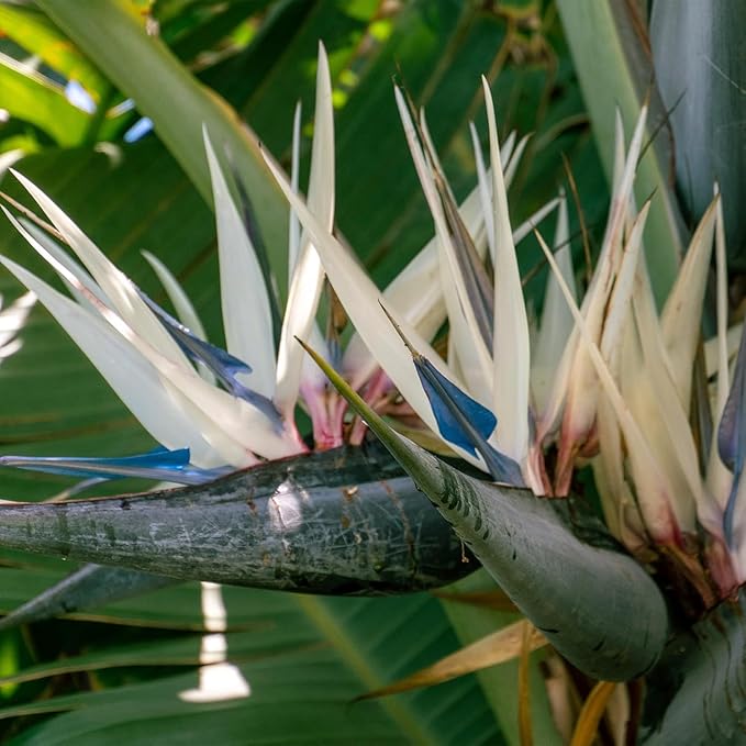 Live Orange & White Birds of Paradise Plant Variety - 'Birds of Paradise' Strelitzia nicolai - ragnaroc Tropical Plant 6-10” Tall - 2ct - Live Arrival Guaranteed - House Plants for Home Decor & Gift