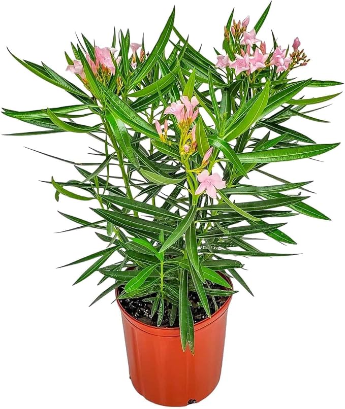 Oleander Bush - Petite Pink - Flowering Plant Live - Overall Height 26" to 30" - Tropical Plants of Florida (Plant Only)
