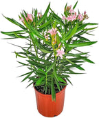 Oleander Bush - Petite Pink - Flowering Plant Live - Overall Height 26" to 30" - Tropical Plants of Florida (Plant Only)