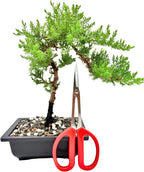 Bonsai Scissors By The Bonsai Supply- Stainless Steel