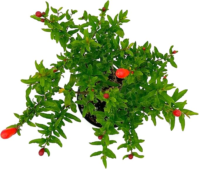 ragnaroc Live Fruit Trees – Punica Granatum Dwarf Pomegranate 9-12” Tall in 4” Pot - 1ct - Color When Flowering Red, Bonsai - Live Arrival Guaranteed - House Plants for Home Decor