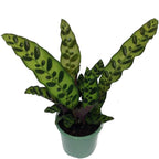 Rattlesnake Live Plant Calathea lancifolia Easy House Plant 4" Pot Indoor - USA_Mall