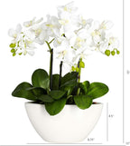 Nearly Natural Phalaenopsis Silk Flower Arrangement