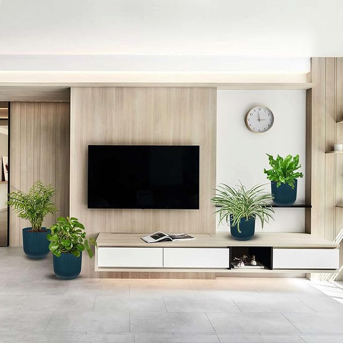 Pet Friendly Live Plants for Indoor | Different Houseplants in Multiple Sizes | Real House Plant for Living Room, Office, Desk & Bathroom