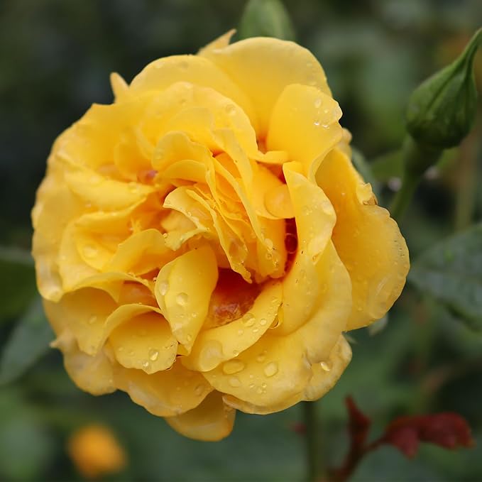 Proven Winners 2 Gal. Rise Up Ringo Climbing Rose Shrub