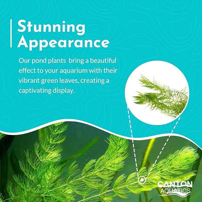 Live Aquarium 6 Hornwort Coontail Indoor Plants - Excellent Aquarium Plant - Beautiful Effect to Aquarium - Fast Growth, Long Lasting & Easy to Care Aquatic Plants - Pack 6