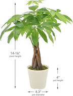 Live Braided Money Tree Pachira Aquatica Indoor Houseplant in Arcadia Garden Product's Branded Plastic Pot, Tropical Plant Collector Gift for Home and Garden Decor, 4-in, Beige