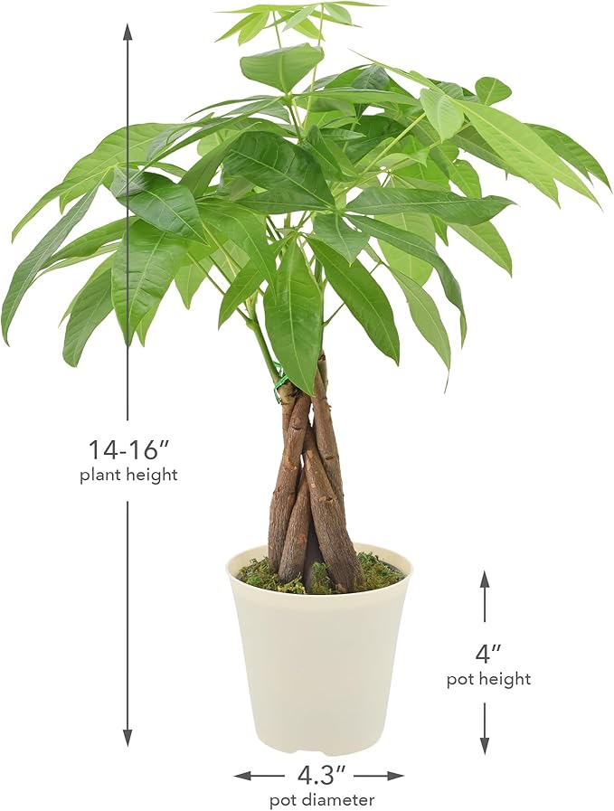 Live Braided Money Tree Pachira Aquatica Indoor Houseplant in Arcadia Garden Product's Branded Plastic Pot, Tropical Plant Collector Gift for Home and Garden Decor, 4-in, Beige