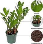 Live Zamioculcas Zamiifolia, ZZ Plant, Christmas Gift Houseplant, Birthday Good Luck Tree Gift, Plant Lover Gift, Indoor Potted Plant, Evergreen Plant Gift in 4" Pot