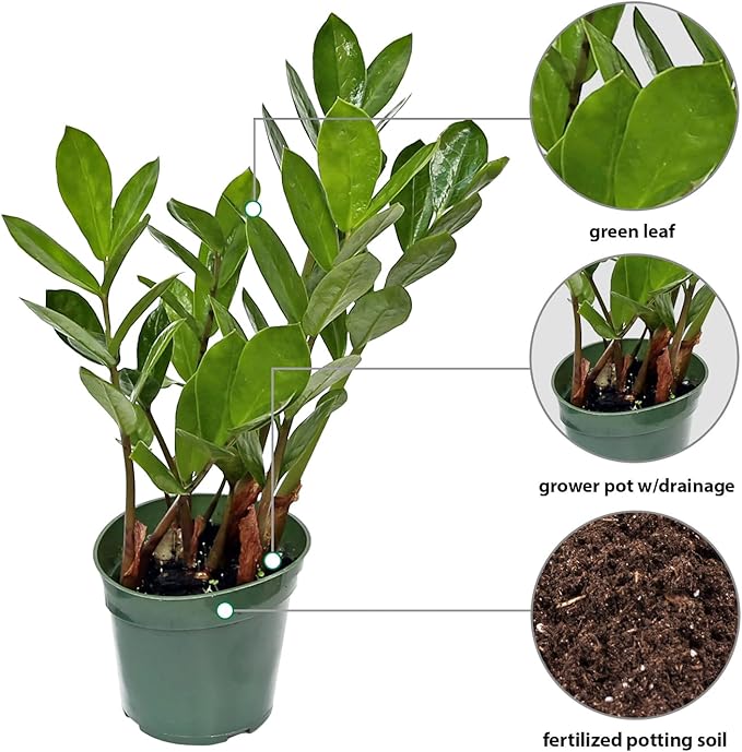 Live Zamioculcas Zamiifolia, ZZ Plant, Christmas Gift Houseplant, Birthday Good Luck Tree Gift, Plant Lover Gift, Indoor Potted Plant, Evergreen Plant Gift in 4" Pot