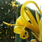 Chalily Yellow Canna 'Ra', a Great Live Pond Plant for Your Water Garden. Filters The koi and Goldfish Pond. Good for Bogs, Plant Shelf or Shallow Water This marginal Aquatic is a Real Beauty