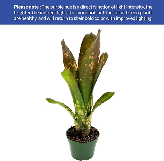 ragnaroc Live Plants – Bromeliad Billbergia Hallelujah, 9-18" - 1ct - Live Arrival Guaranteed - House Plants for Home Decor & Gift