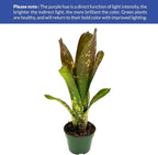 ragnaroc Live Plants – Bromeliad Billbergia Hallelujah, 9-18" - 1ct - Live Arrival Guaranteed - House Plants for Home Decor & Gift