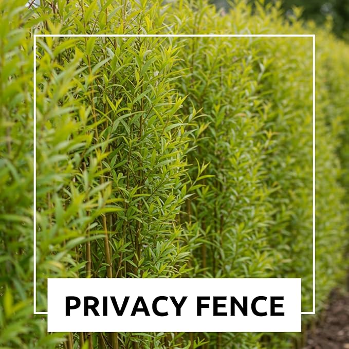 (One) Fastest Growing Tree in The World - Ready to Plant - One Live Aussie Hybrid Willow Tree Rooted Cut - Great for Fast Shade - 10 feet in First Year - Austree Hybrid Willow Privacy Tree