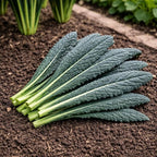 Black Tuscan Lacinato Kale Seeds – Dark Blue-Green Leaves with Upright Growth for Home Gardens, Raised Beds & Containers