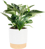 Costa Farms Philodendron Birkin Live Plant in Decorative Pot, Air Purifying Indoor Houseplant, Perfect for Home, Room, or Office Decor, Great House Warming or Birthday Gift, 12-18 Inches Tall