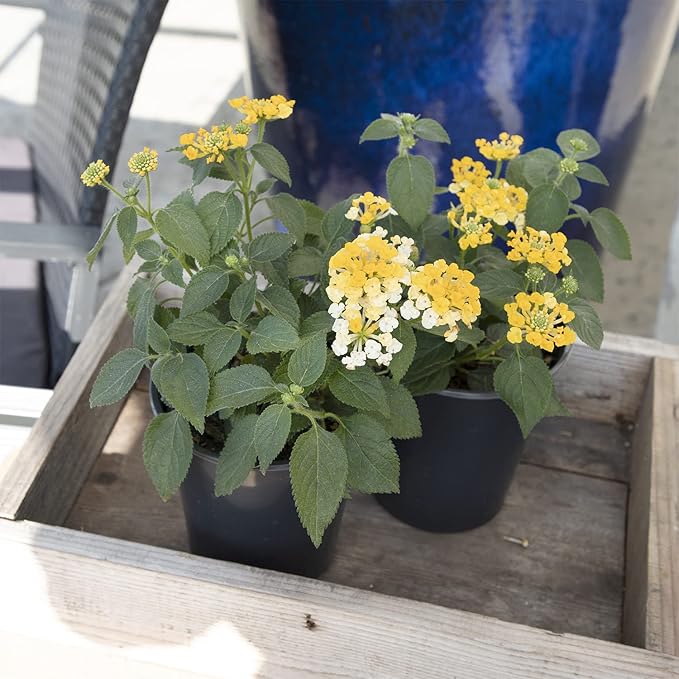 Multicolor Lantana Flowers (4 Pack), Easy Plant Care, Attracts Pollinators, Extended Bloom, Heat and Drought Tolerant, Real Flowers, Live Outdoor Flowering Plants