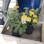 Multicolor Lantana Flowers (4 Pack), Easy Plant Care, Attracts Pollinators, Extended Bloom, Heat and Drought Tolerant, Real Flowers, Live Outdoor Flowering Plants