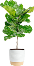Costa Farms Fiddle Leaf Fig Tree, Live Ficus Lyrata 3–4 Ft, Air Purifying Large Easy to Maintain Indoor Floor Plant, Living Room, Bedroom or Office Décor Gift