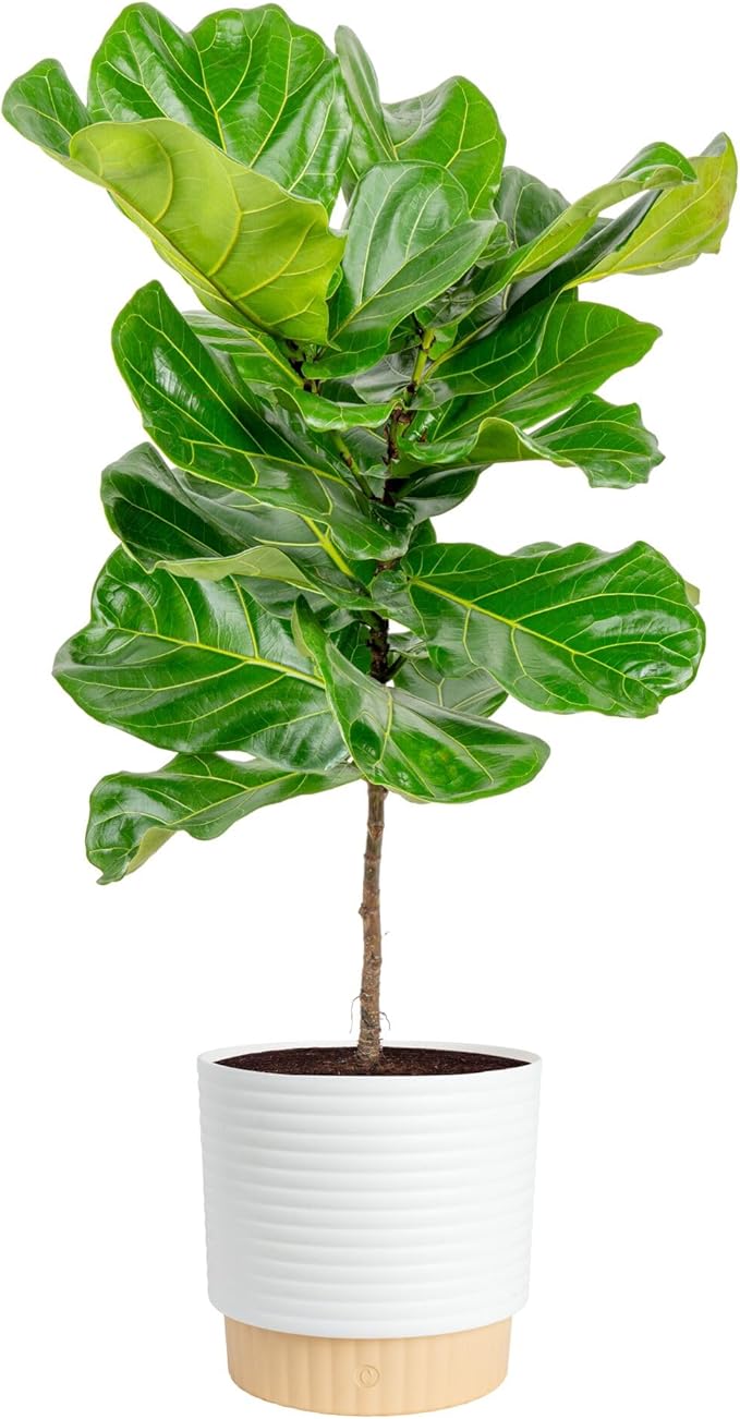 Costa Farms Fiddle Leaf Fig Tree, Live Ficus Lyrata 3–4 Ft, Air Purifying Large Easy to Maintain Indoor Floor Plant, Living Room, Bedroom or Office Décor Gift
