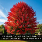 50+ Red Maple Seeds for Planting Outdoors - Heirloom Maple Tree Seeds (Acer rubrum)