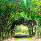 450+ Bamboo Seeds for Planting-Exotic and Fast Growing-Landscaping, Privacy, Indoor or Outdoor