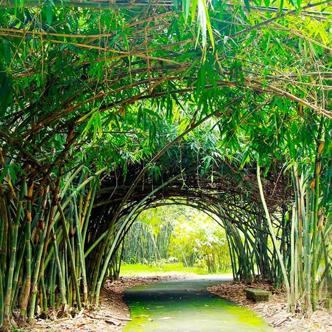 450+ Bamboo Seeds for Planting-Exotic and Fast Growing-Landscaping, Privacy, Indoor or Outdoor