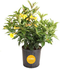 Costa Farms Allamanda Live Indoor Plant