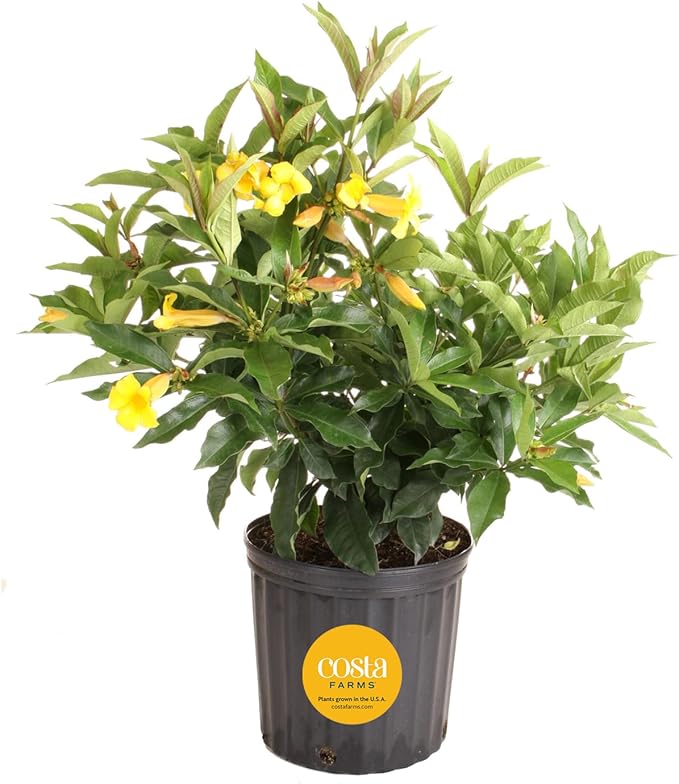 Costa Farms Allamanda Live Indoor Plant