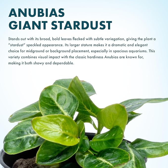 SubstrateSource Anubias Live Aquarium Plants - Potted Freshwater Plant for Fish Tanks, Terrariums - Beginner Friendly Low Light (Giant Stardust, 1 Pot)