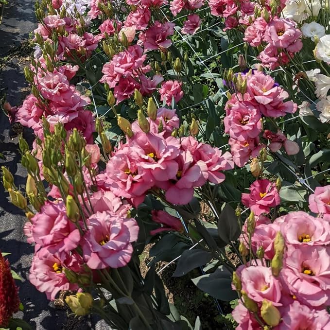 Eustoma Lisianthus Plant Live, Lisianthus Flowers Well Rooted Plug 2-3 Inch Height, Lisianthus Thornless Roses Seedling (Deep Apricot Lisianthus)