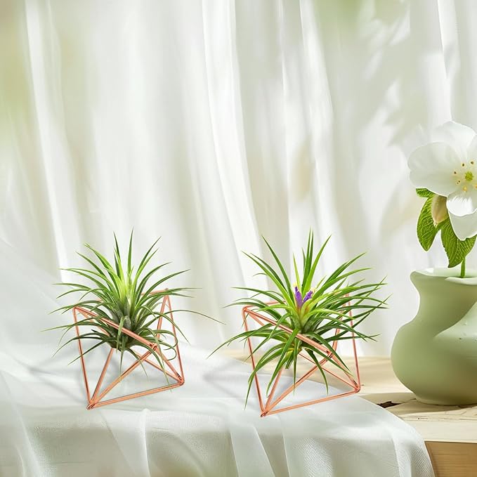 Hanging Air Plants Holders, 2Pcs Metal Air Plant Hangers for S-M Sized Air Plants, Himmeli Geometric Planter to Add a Sense of Style and Relaxation for Home Office Wedding (PinkGlod, 2pcs)