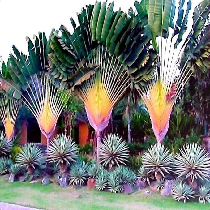 Travelers Palm Tree Seeds (Ravenala madagascariensis) Bird of Paradise Plant (5 Seeds)